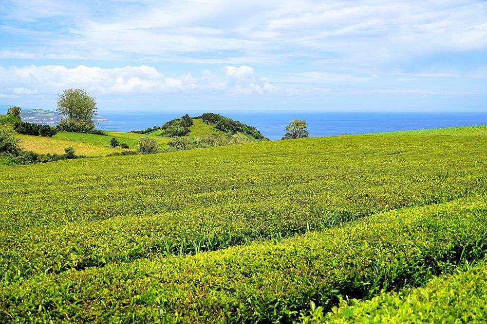 View in Chá Gorreana Tea Plantation