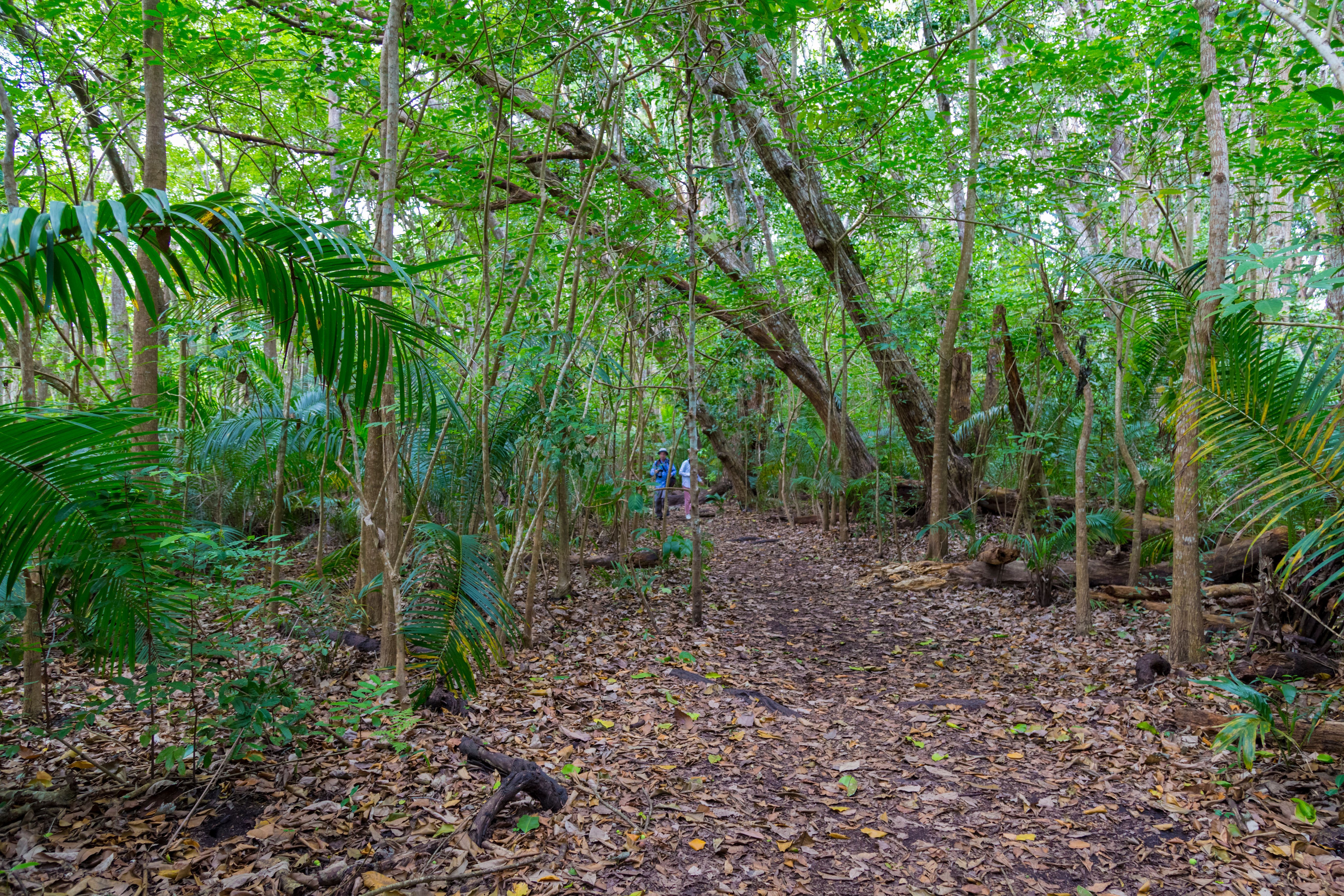 View in Jozani Chwaka Bay National Park