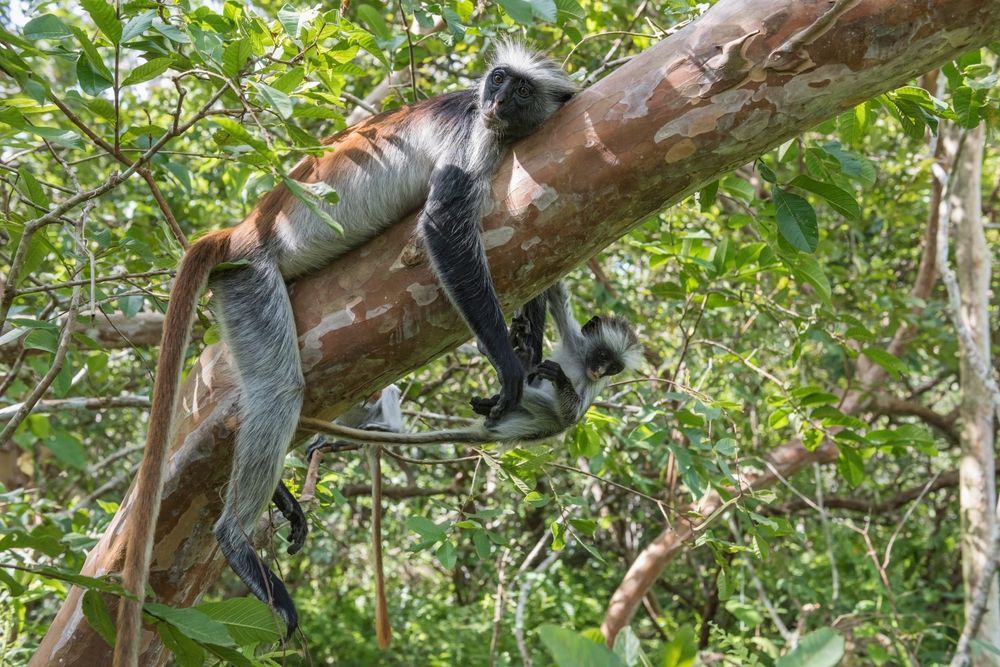 View in Jozani Chwaka Bay National Park