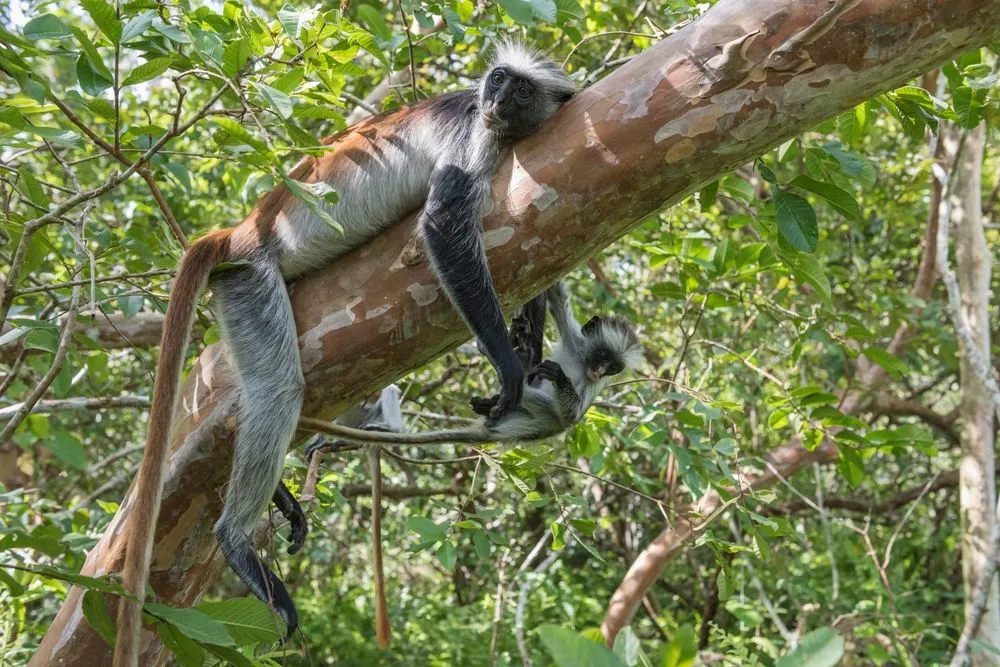 View in Jozani Chwaka Bay National Park