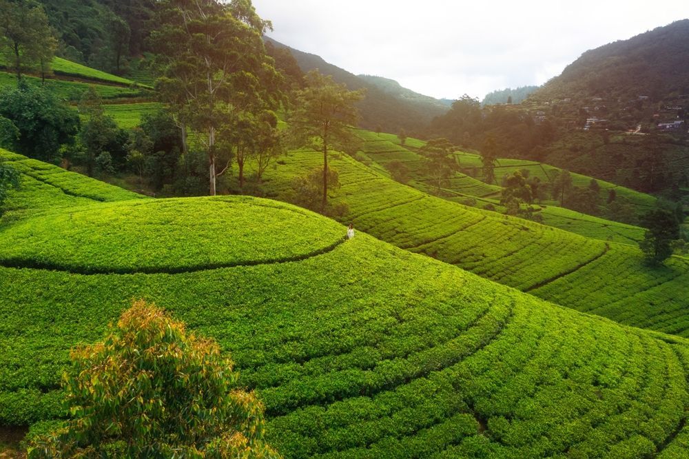 View in Nuwara Eliya & Pedro Tea Estate