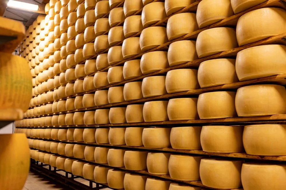 View in Parmigiano-Reggiano Dairy Visit