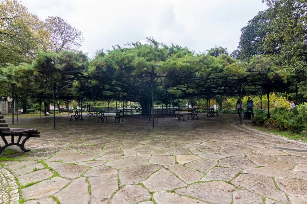 View in Principe Real