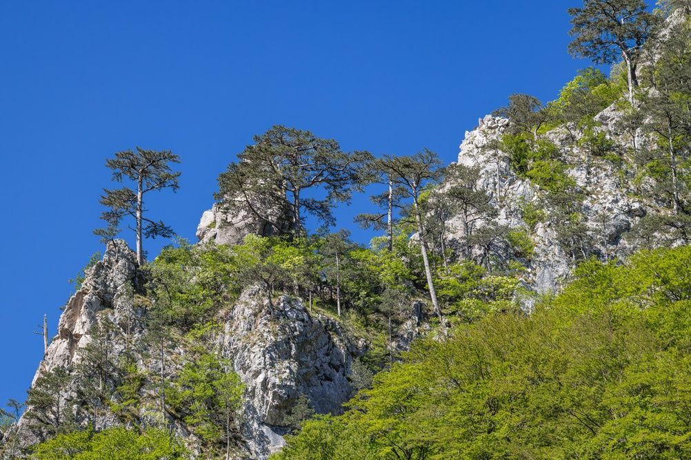 View in Sutjeska National Park & Perućica Forest Viewpoint