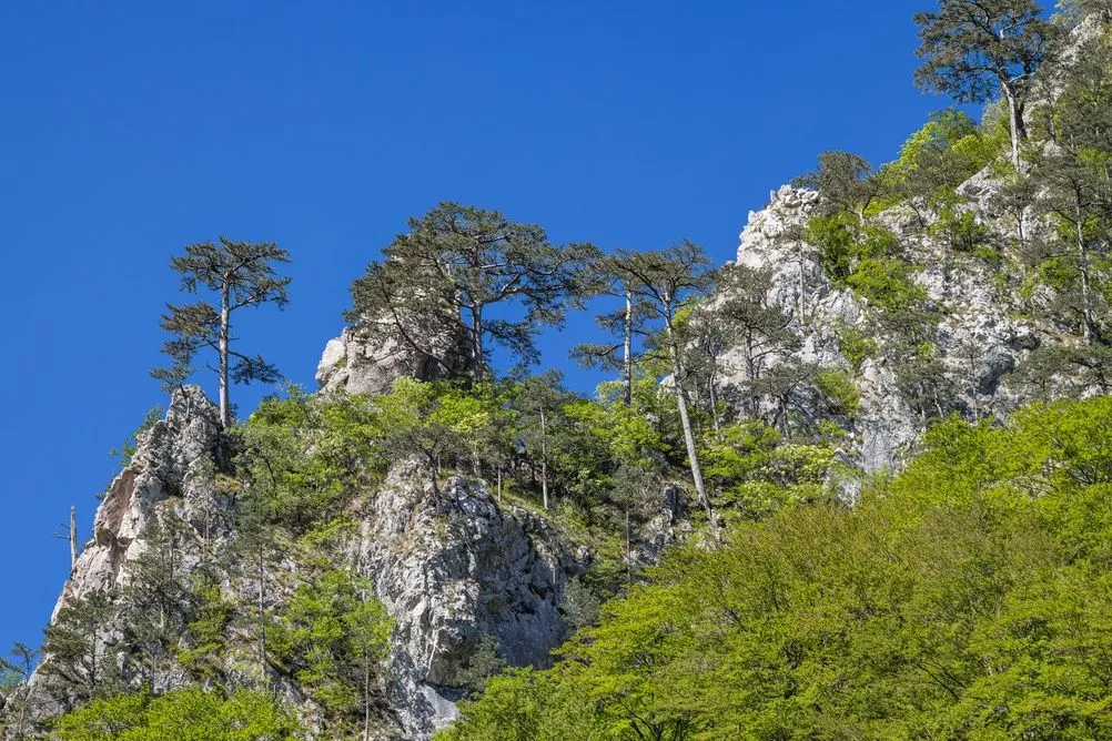 View in Sutjeska National Park & Perućica Forest Viewpoint