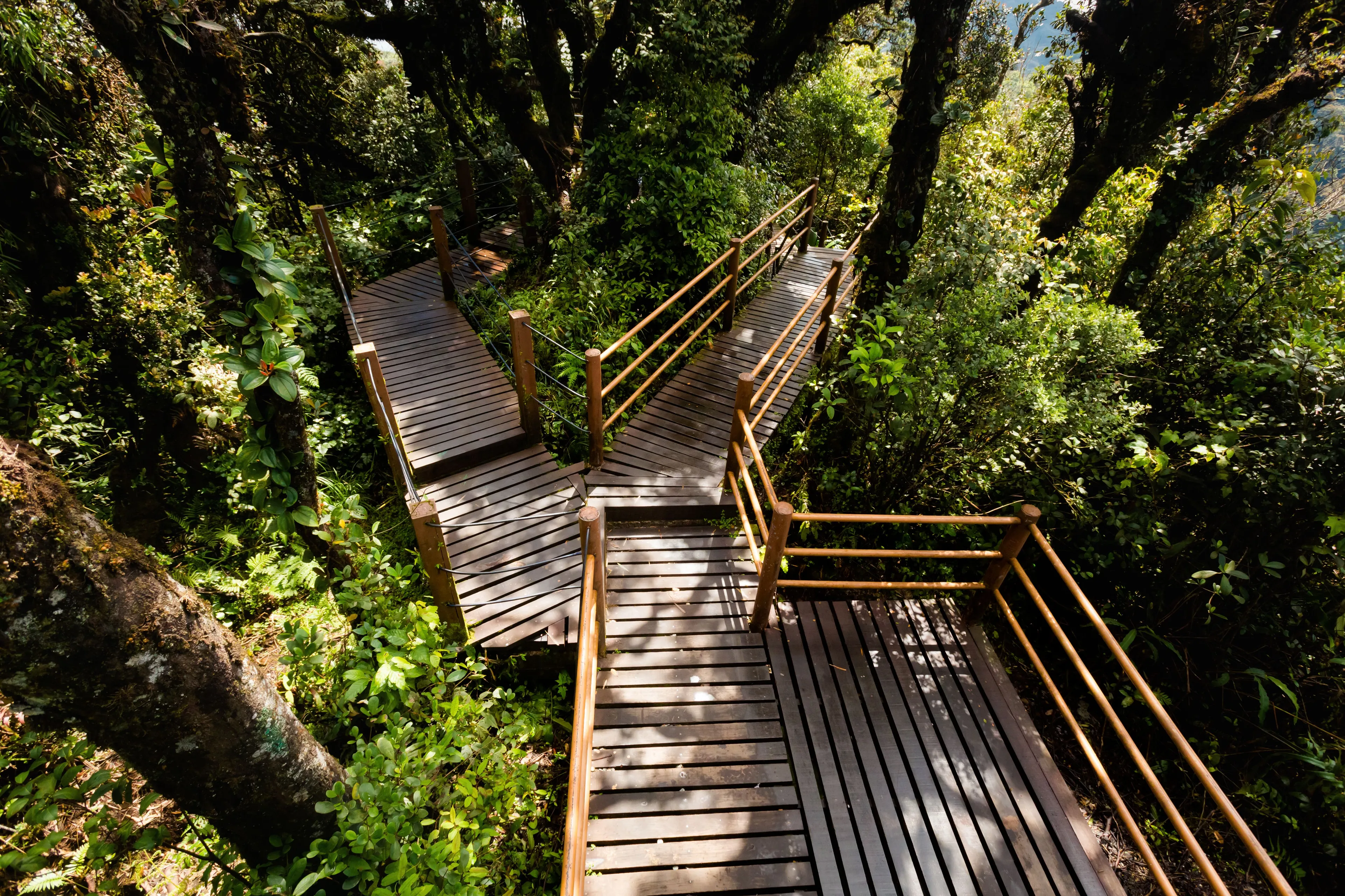 View in Mossy Forest, Malaysia